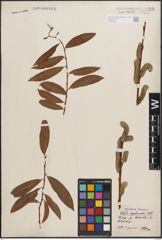 Foto von Salix daphnoides Vill.